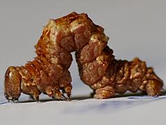 Geometrid Moth caterpillar